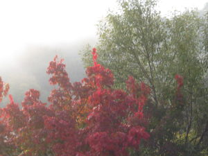 Herbst Nebel 14