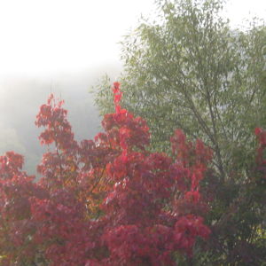 Herbst Nebel 14