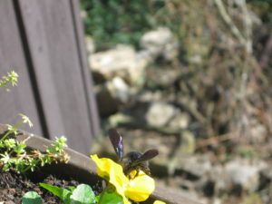 Schwarze Bienen 7.3.21 03