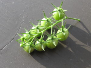 Tomaten Ernte 06