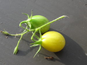 Tomaten Ernte 12
