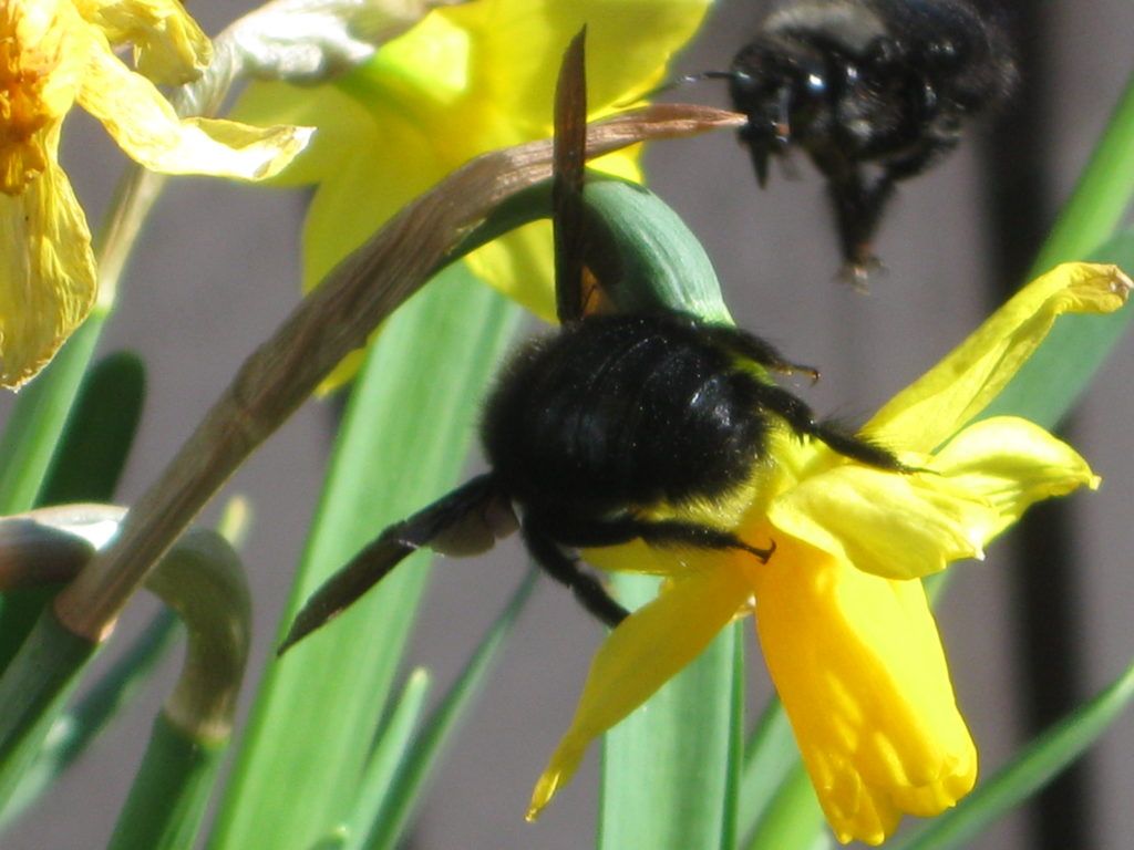 Schwarze Bienen 7.3.21 11