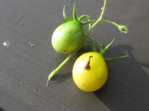 Tomaten Ernte 08