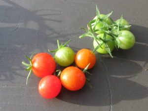 Tomaten Ernte 15