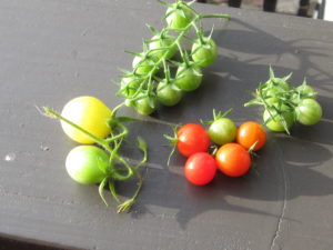 Tomaten Ernte 16