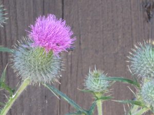 DISTEL 03