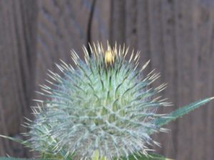 DISTEL 04