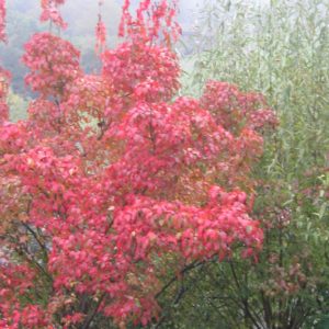 Roter Ahorn 15.10.24 03