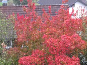 Roter Ahorn 15.10.24 07